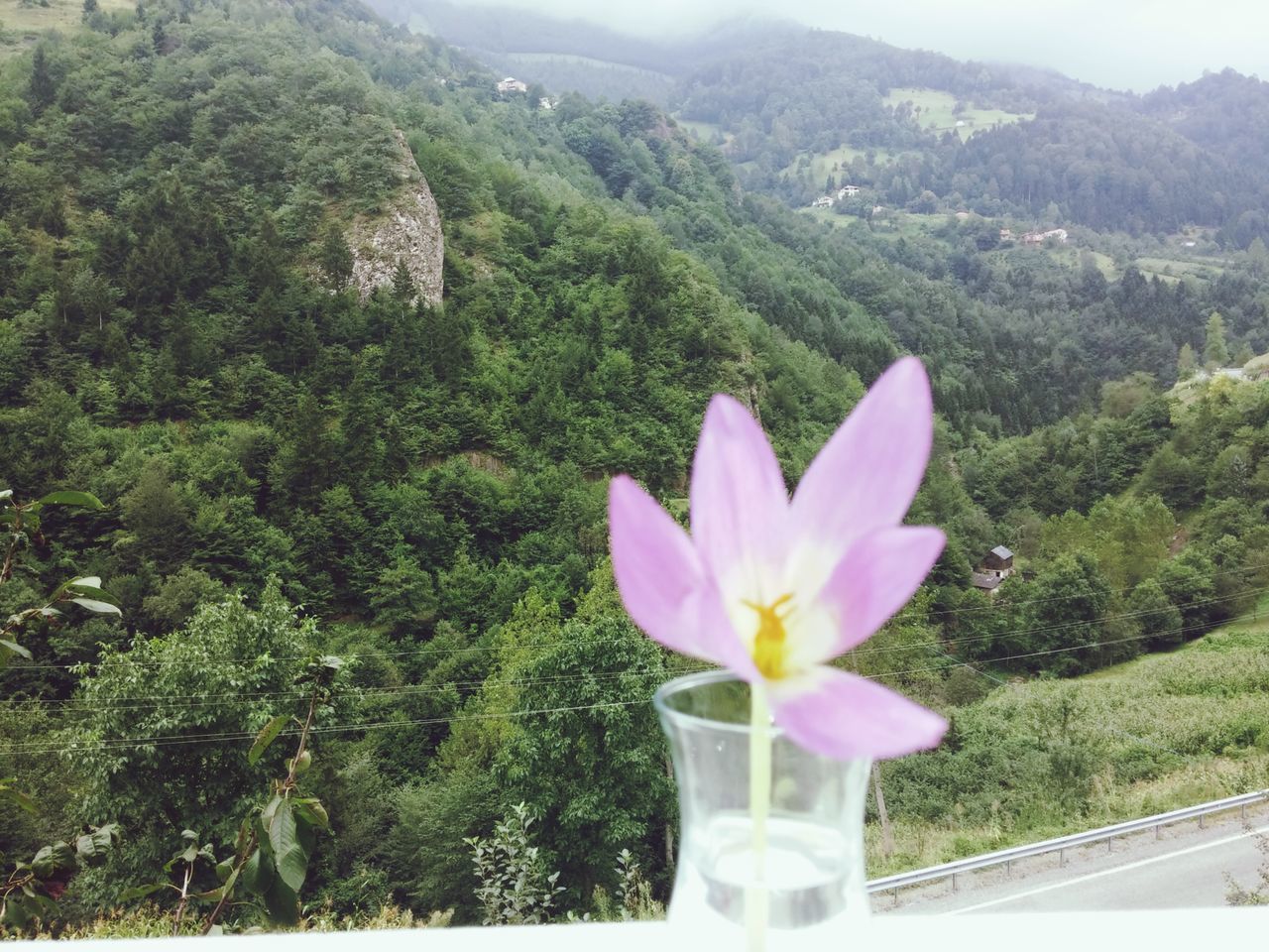 flower, beauty in nature, growth, freshness, petal, fragility, nature, tree, plant, green color, mountain, tranquility, flower head, blooming, tranquil scene, landscape, pink color, field, day, blossom