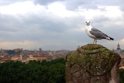 Seagull perching on tree against sky