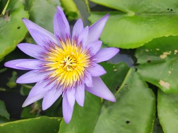 Close-up of purple water lily