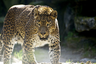 Close-up of tiger