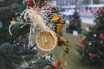 Diy handmade natural decoration made of lemon slices and spices on christmas tree
