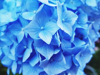 Close-up of blue hydrangea flowers