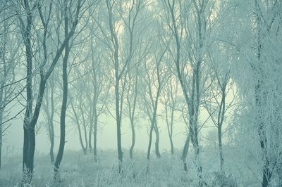 Bare trees on snow covered land