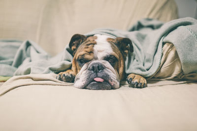 Close-up of dog sleeping