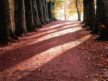 Dirt road amidst trees in forest during autumn