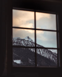 Plants seen through glass window during winter