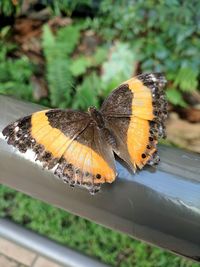 High angle view of butterfly on leaf