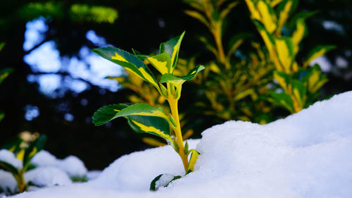 Close-up of plant during winter