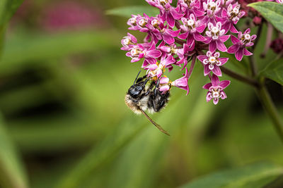 Close-up of bee pollinating on purple flower