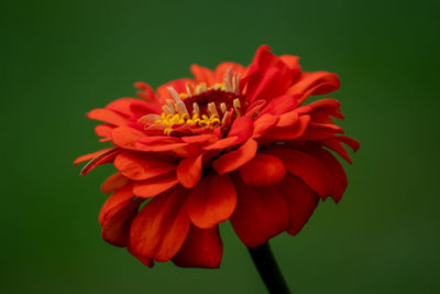 Close-up of red flower