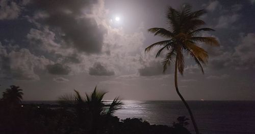 Silhouette palm tree by sea against sky