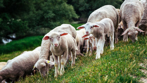 Sheep in a field