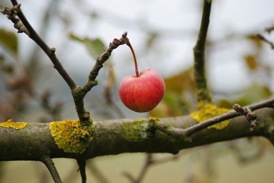 Close-up of cherries on tree