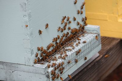 Close-up of insect on table