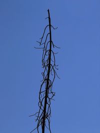 Low angle view of bare tree against clear blue sky