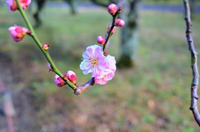 Close-up of pink cherry blossom