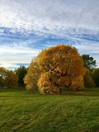 Tree on field against sky during autumn