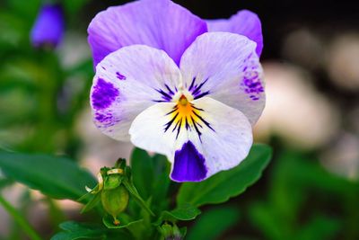 Close-up of purple flowering plant