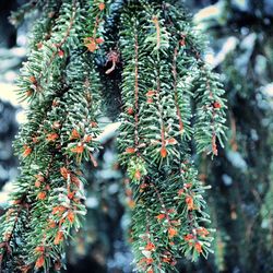 Close-up of plant against white background