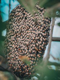 Close-up of honey bees on honeycomb