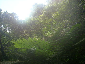 Plants growing on tree