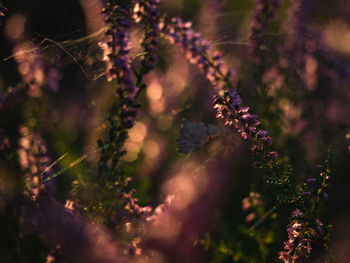 Close-up of purple flowering plant