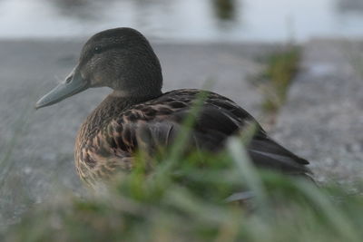 Close-up of a duck