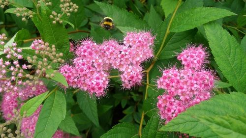 Honey bee on purple flowers