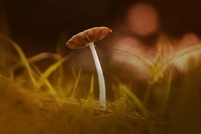 Close-up of mushroom