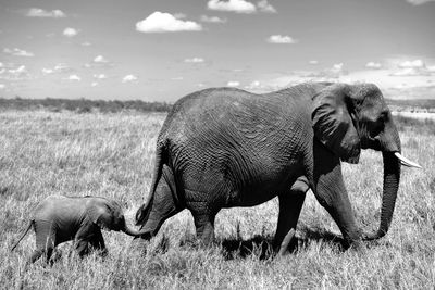 View of elephant on field