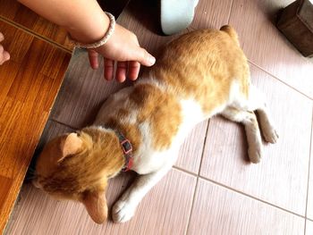 High angle view of cat lying on floor