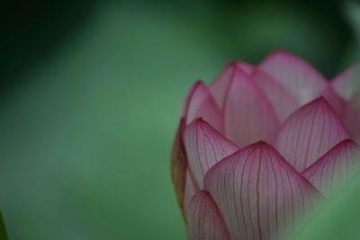 Close-up of pink lotus water lily