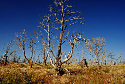 Bare trees on field against clear blue sky