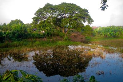 Reflection of trees in lake against sky