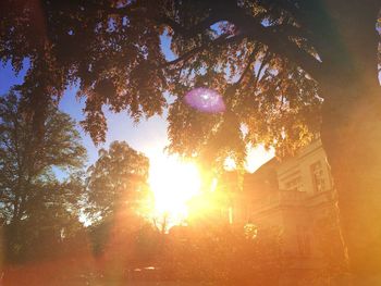 Sun shining through trees