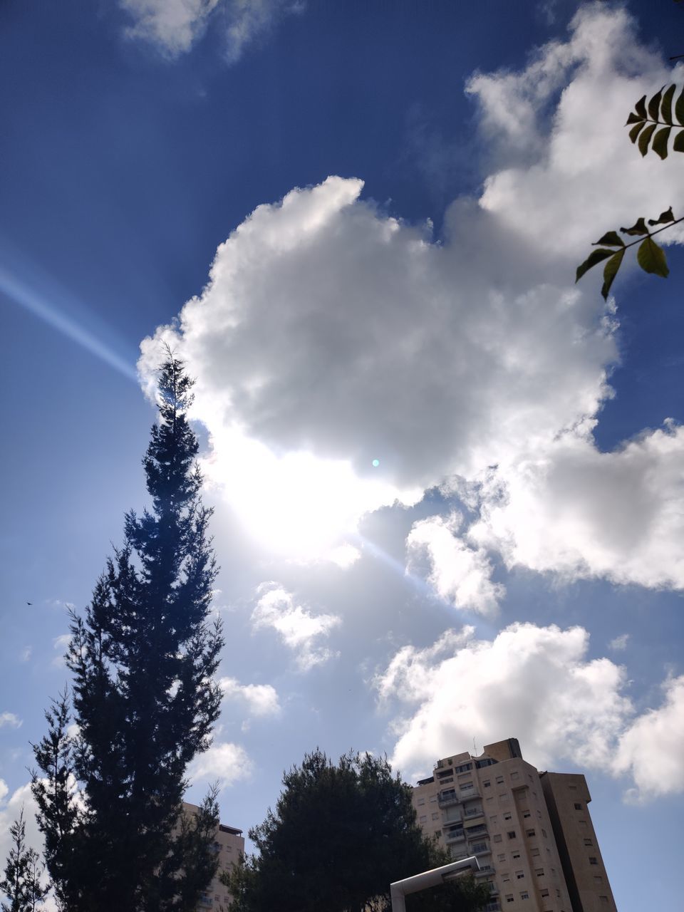 LOW ANGLE VIEW OF SILHOUETTE TREES AGAINST BUILDING