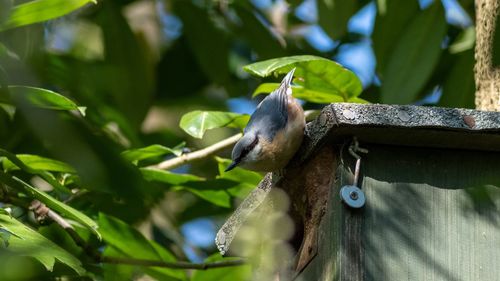 Low angle view of bird perching on plant