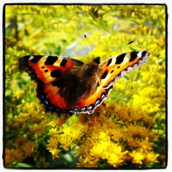 Close-up of butterfly on flower