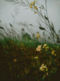 plant