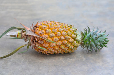 Close-up of insect on plant