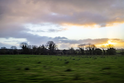 Trees on field against sky during sunset