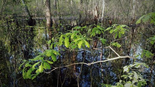 Trees growing in forest