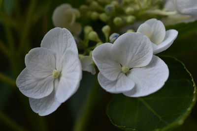 Close-up of white flowering plant