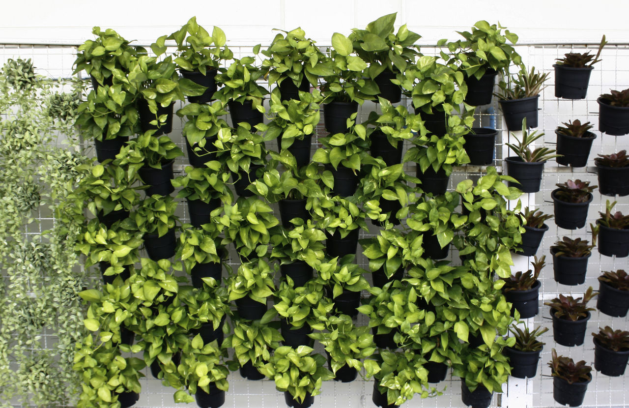 STACK OF POTTED PLANT IN ROW