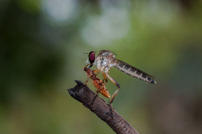 Close-up of dragonfly on twig