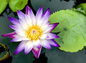 Close-up of purple water lily