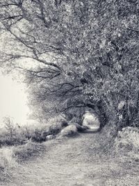 View of bare tree