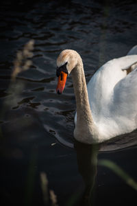 Close-up of swan in lake