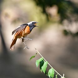Close-up of bird perching on plant