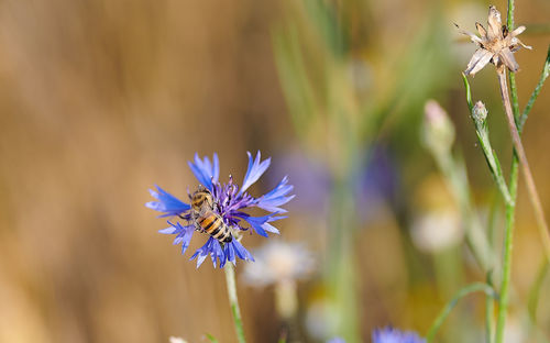 Close-up of purple flowering plant on field